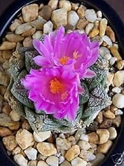 Ariocarpus fissuratus vita for sale  Delivered anywhere in UK