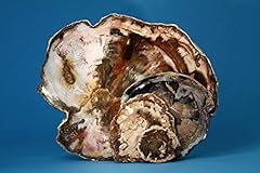 Kindness101 petrified wood for sale  Delivered anywhere in Ireland
