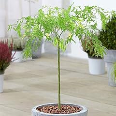 Acer dissectum tree for sale  Delivered anywhere in UK