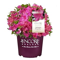 Gallon encore azalea for sale  Delivered anywhere in USA 
