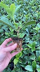 Lauroceraso"Prunus laurocerasus" 60 piante da siepe in alveolo FOTO REALI usato  Spedito ovunque in Italia 