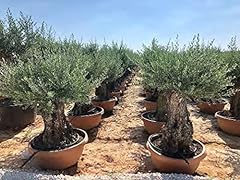 Ulivo olivo olea usato  Spedito ovunque in Italia 