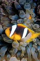 Twobar anemonefish bubble for sale  Delivered anywhere in USA 