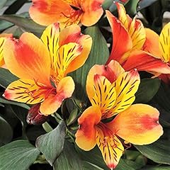 Alstroemeria summer paradise for sale  Delivered anywhere in UK
