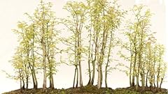 Redwood forest bonsai for sale  Delivered anywhere in USA 