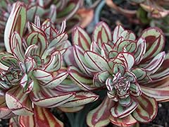 Echeveria nodulosa plug for sale  Delivered anywhere in UK
