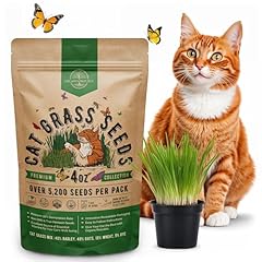 Cat grass seeds for sale  Delivered anywhere in USA 