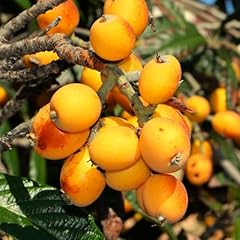 Tomorrowseeds loquat tree for sale  Delivered anywhere in USA 