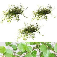 Maidenhair vine plant for sale  Delivered anywhere in UK
