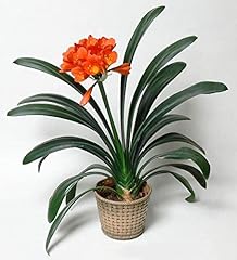 Clivia miniata orange for sale  Delivered anywhere in UK