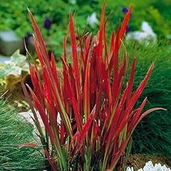Garden imperata blood for sale  Delivered anywhere in UK