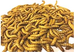 Mealworm company livefoods for sale  Delivered anywhere in UK