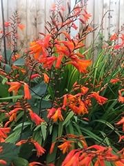 Crocosmia bulbs orange for sale  Delivered anywhere in USA 
