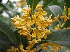 Yellow flowering fragrant for sale  Delivered anywhere in USA 