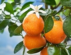 Piante mandarino citrus usato  Spedito ovunque in Italia 