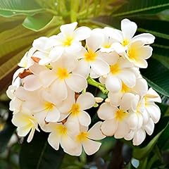 White plumeria plant for sale  Delivered anywhere in USA 