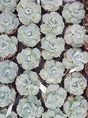 Portal cool haworthia usato  Spedito ovunque in Italia 