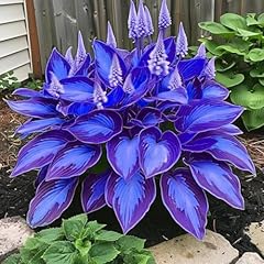 Lot bulbes hosta d'occasion  Livré partout en Belgiqu
