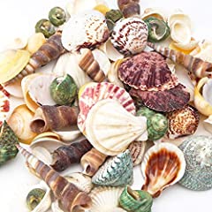 Hakacc sea shell for sale  Delivered anywhere in UK