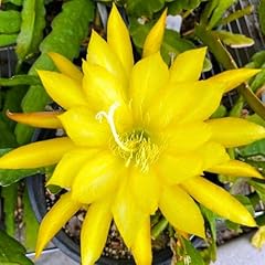 Yellow epiphyllum plants for sale  Delivered anywhere in USA 