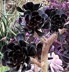 Aeonium arboreum black for sale  Delivered anywhere in USA 
