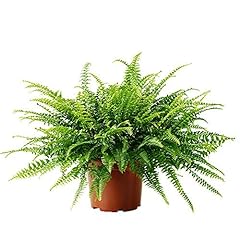 Boston fern green for sale  Delivered anywhere in UK