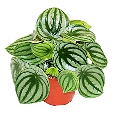 Exotenherz peperomia argyreia d'occasion  Livré partout en France