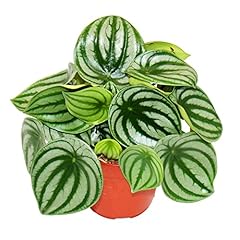 Exotenherz pastèque peperomia d'occasion  Livré partout en France