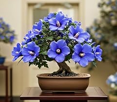 Hibiscus bonsai tree for sale  Delivered anywhere in USA 