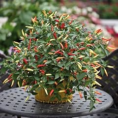 Premier seeds direct for sale  Delivered anywhere in UK