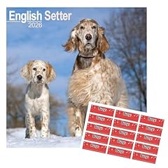 English setter calendar for sale  Delivered anywhere in UK