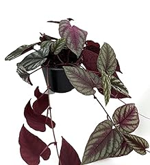 Rex begonia vine for sale  Delivered anywhere in USA 