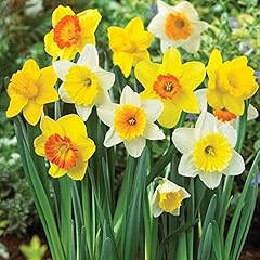 Mix color daffodils for sale  Delivered anywhere in USA 
