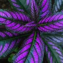 Set persian shield for sale  Delivered anywhere in USA 