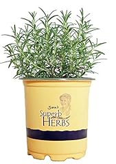 Sara superb herbs for sale  Delivered anywhere in USA 