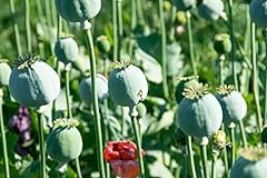 300 mammoth poppy for sale  Delivered anywhere in USA 