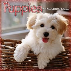 Puppies 2011 mini for sale  Delivered anywhere in USA 