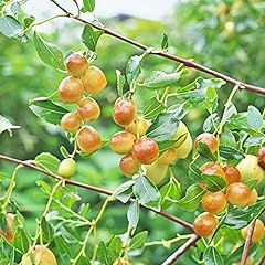 Ziziphus mauritiana seeds for sale  Delivered anywhere in USA 