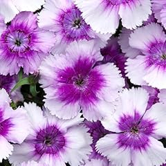 Carbeth plants dianthus for sale  Delivered anywhere in UK