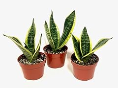 Pack sansevieria snake for sale  Delivered anywhere in USA 