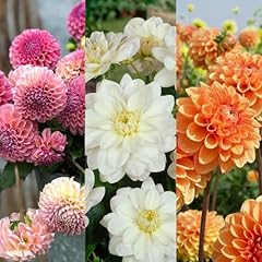 Carbeth plants dahlia for sale  Delivered anywhere in UK