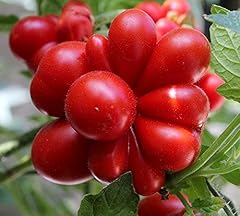 Unique tomato travel for sale  Delivered anywhere in USA 