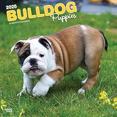 Bulldog puppies 2025 for sale  Delivered anywhere in UK