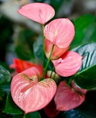 Anthuriums live plants for sale  Delivered anywhere in USA 