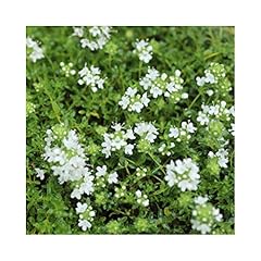 Thyme snowdrift herb for sale  Delivered anywhere in UK