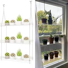 Sturdy window plant for sale  Delivered anywhere in USA 