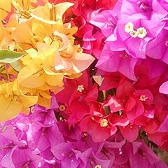 Yegaol garden bougainvillea gebraucht kaufen  Wird an jeden Ort in Deutschland