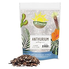 Anthurium plant potting for sale  Delivered anywhere in USA 