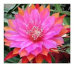 Used, Epiphyllum Jolly Rogers - Orchid Cactus Jolly Rogers for sale  Delivered anywhere in Canada