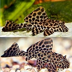 Leopard sailfin pleco for sale  Delivered anywhere in USA 